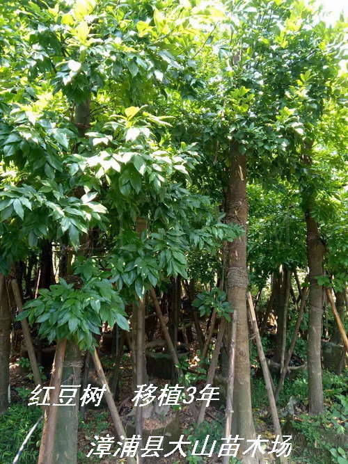 鄂西红豆树